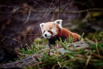 Rode Panda van Rob Boon