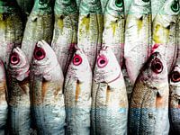 Fish, and nothing but Fish