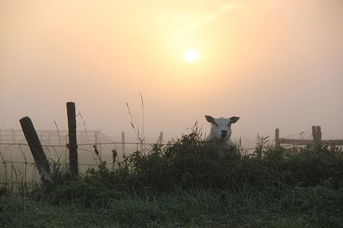 Texel Landschap 053