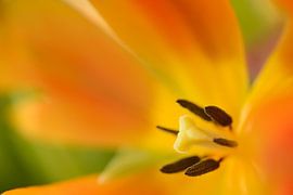 Kelch einer gelben und orangefarbenen Tulpe von Gonnie van de Schans