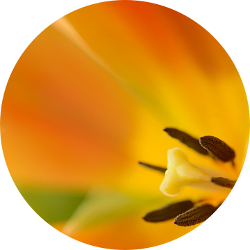 Kelk van een geel met oranje tulp van Gonnie van de Schans