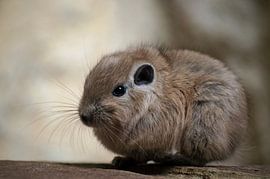 Desert by Nicole Moreaux