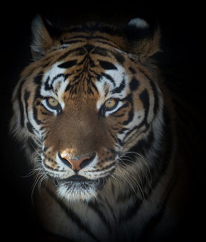 Porträt eines Tigers