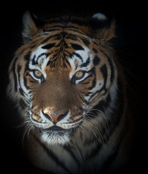 Portret van een tijger by Ellen van Schravendijk