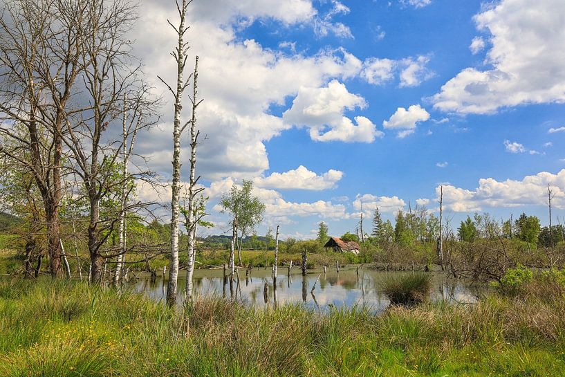 Moorteich im Pfrunger-Burgweiler Ried bei Wilhelmsdorf im Frühling von BlattArt - Christine Horn