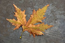 Autumn leaves in the rain on grey concrete. by Eyesmile Photography