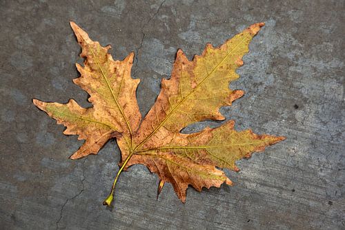 Herfstblad in de regen op grijs beton.