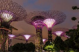 Gardens by the Bay, Singapur
