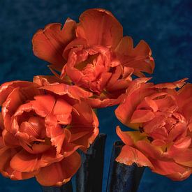 Tulpen-Trio von Bart Uijterlinde