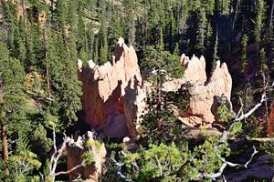 Blick nach unten im Swamp Canyon