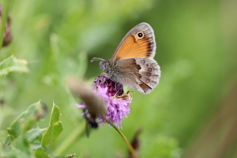 Haybird on Meadow Thistle by Linda de Klein