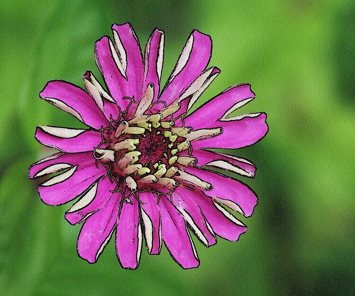 Zinnia by Jose Lok