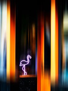 Flamingo Club von Jacq Christiaan