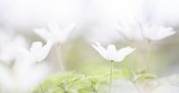 bloeiende bosanemonen van Marieke de Boer thumbnail