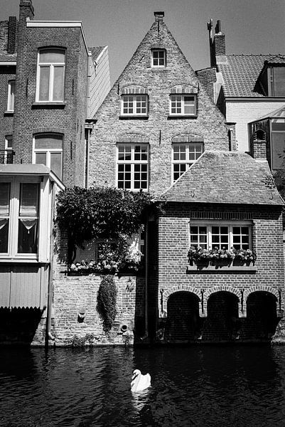 Houses, canal and swan in Bruges, Belgium by Patrik Hochnadel