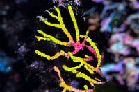 Underwater Art - Koraal