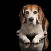 Beagle (Chien) sur Patrick Reymer