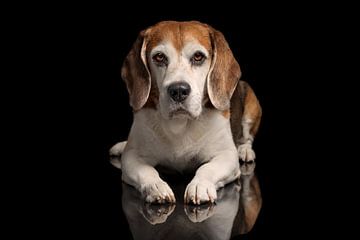 Beagle Dog Hond van Patrick Reymer