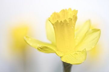 Standing proud!!! (flower, daffodil) by Bob Daalder