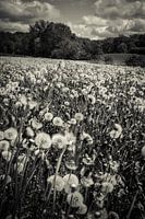A sea of dandelions