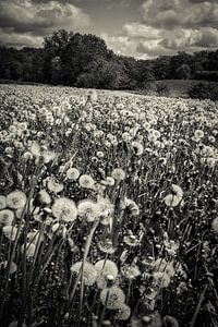 Ein Meer aus Pusteblumen