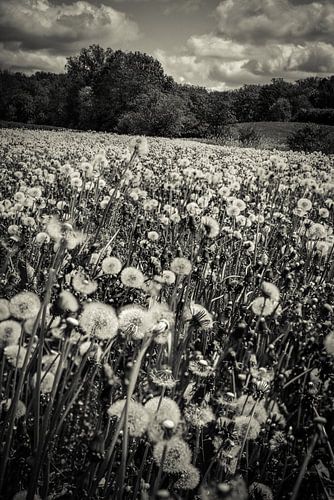 Une mer de pissenlits