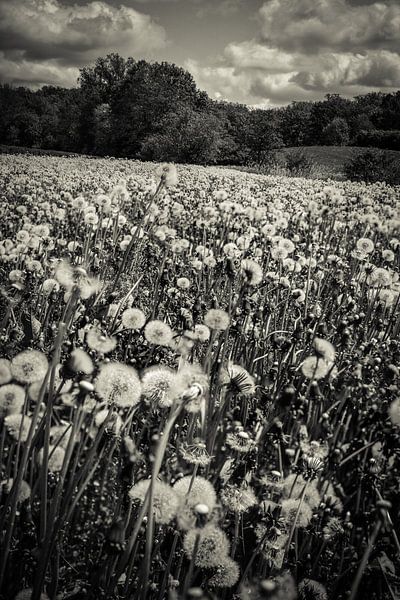 Ein Meer aus Pusteblumen von Hannes Cmarits