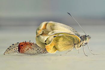 Die Geburt eines Schmetterlings
