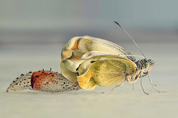 De geboorte van een vlinder van Mascha van Lynden tot Oldenaller