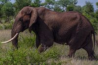 Elefant