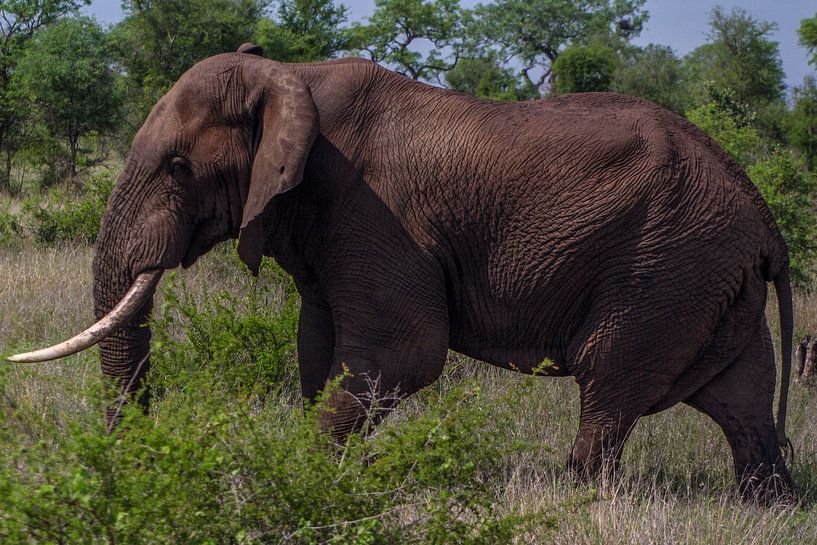 Elephant by Rolf Linnemeijer