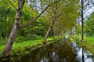Bomen langs een sloot 