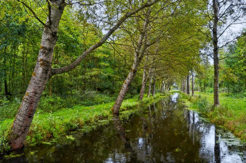 Trees along a ditch  by Leo Huijzer