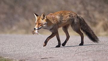 Renard sur Loek Lobel