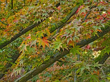 Beginning of autumn by Roger Trelou