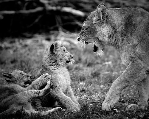 African lion cub impressed by mother