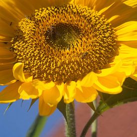 Sunflower by Eric Verhoeven