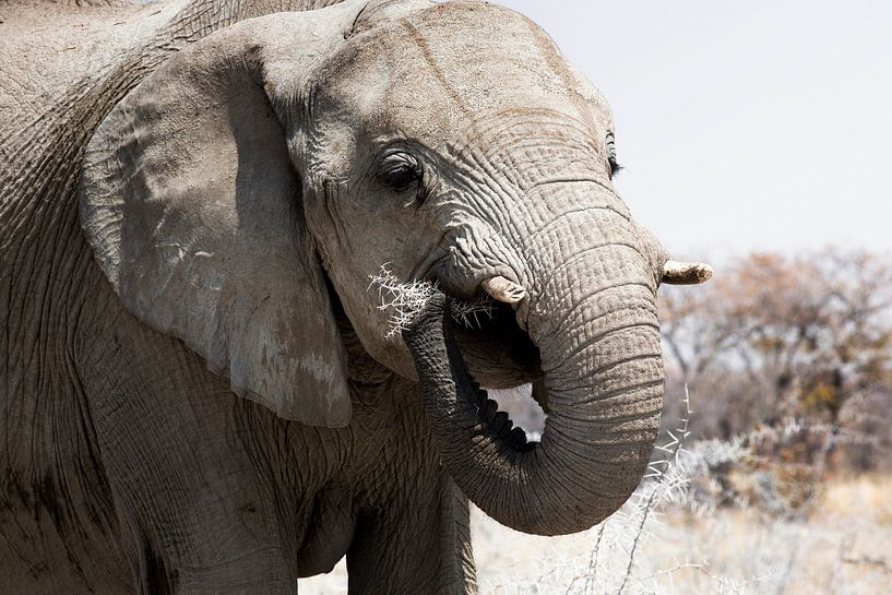 Close up of a eating elephant in Chobe National Park, Botswana by Tjeerd Kruse