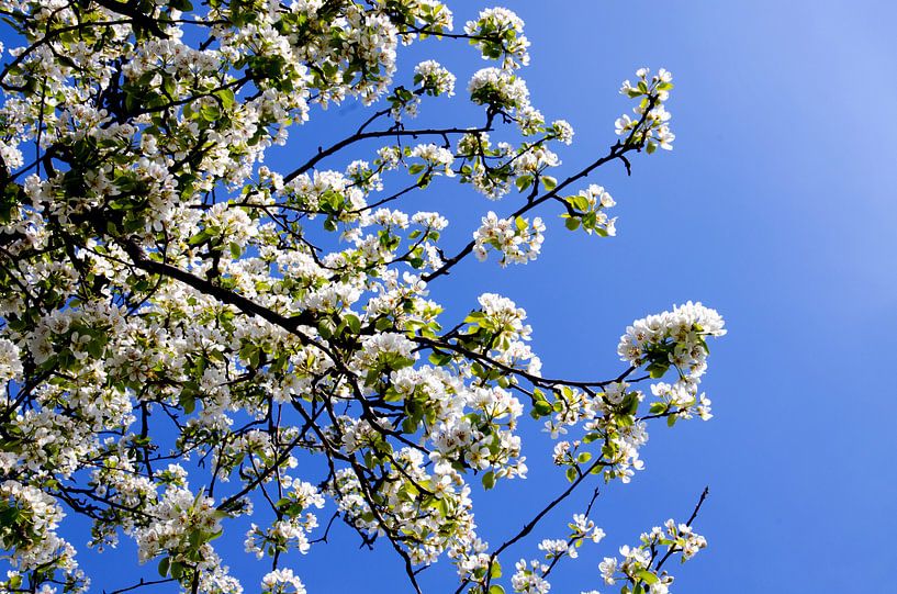 Witte lentebloesem tegen een blauwe lucht van Jessica Berendsen