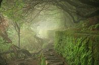 Misty Madeira par Gijs de Kruijf Aperçu