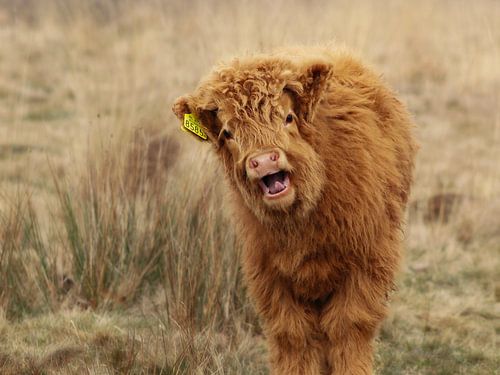 Schottisches Hochlandkalb in freier Wildbahn von PhotographIris