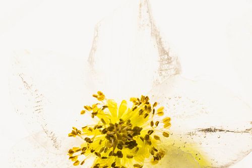 Pioen in ijs 1 van Marc Heiligenstein