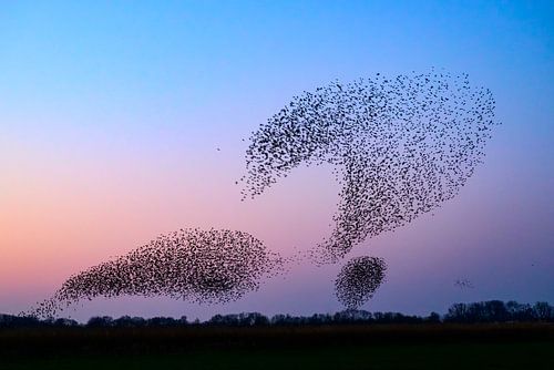 Spreeuwen tijdens zonsondergang