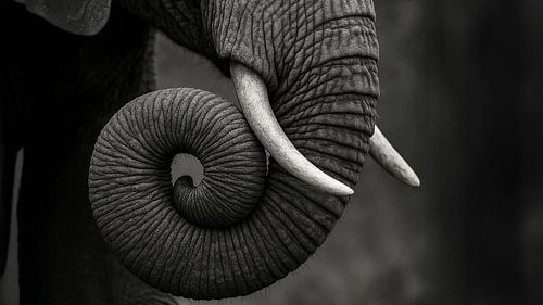 De gratie van olifantenkracht - Slurf in beweging