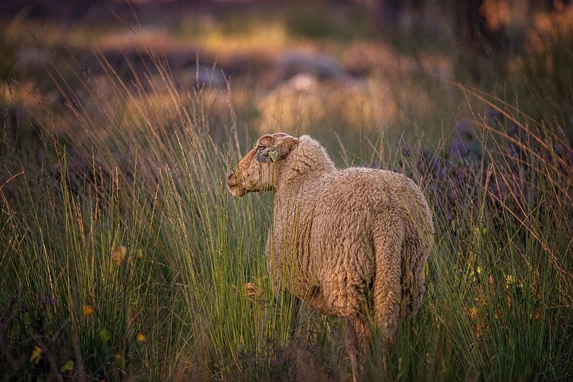 Sheep on the Strijbeek Heath by Leon Okkenburg