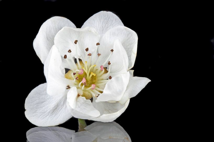 Bloeiende kersenbloesem close up van Eye on You