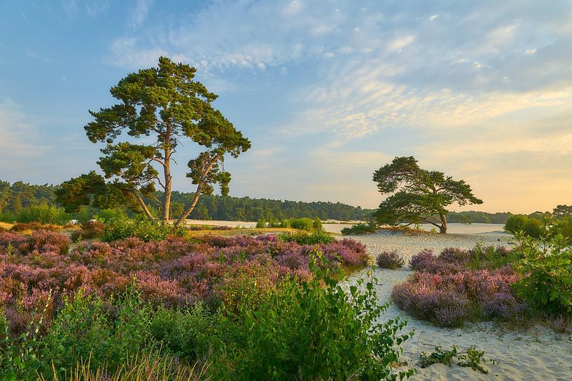 Blooming heather during sunrise by Ad Jekel