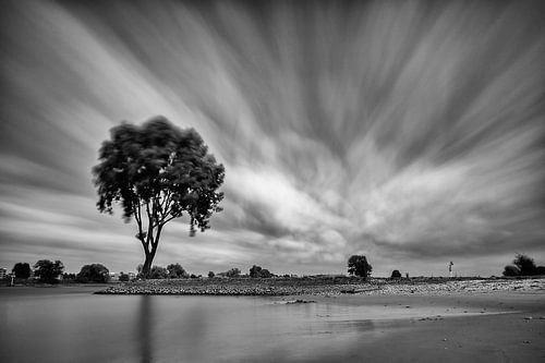 Eenzame boom op een strekdam langs de Lek (Zwart-wit) by John Verbruggen