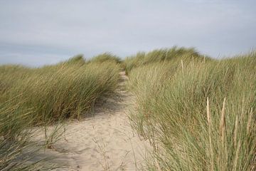 Zeeland duinen van Lisa Hartjes