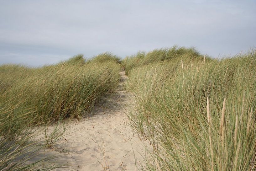 Zeeland duinen by Lisa Hartjes